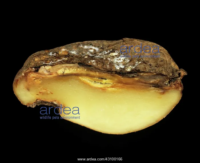 : Watery wound rot (Pythium ultimum) : Watery wound rot (Pythium ultimum)