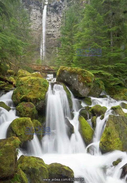 : Watson creek and falls, Oregon : Watson creek and falls, Oregon
