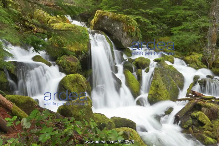 : Watson creek, Oregon : Watson creek, Oregon