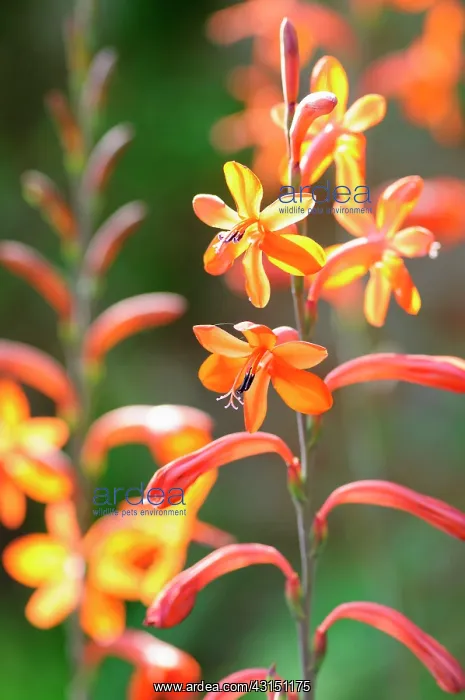  : Watsonia, Watsonia Stanford Scarlet, Orange coloured flowe