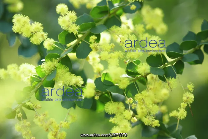 : Wattle, Mimosa, Acacia : Wattle, Mimosa, Acacia