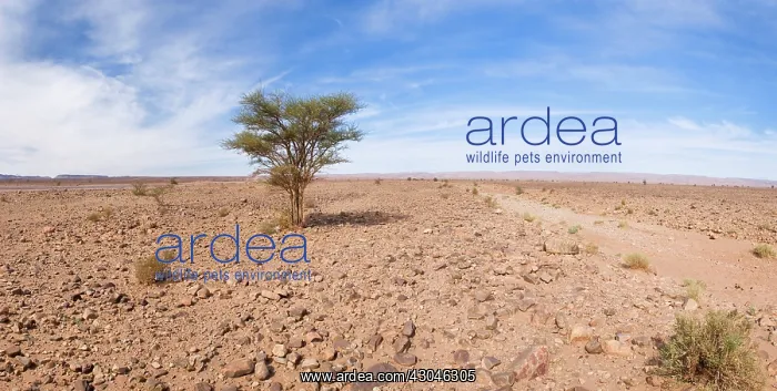 : Wattle, Mimosa, Acacia : Wattle, Mimosa, Acacia
