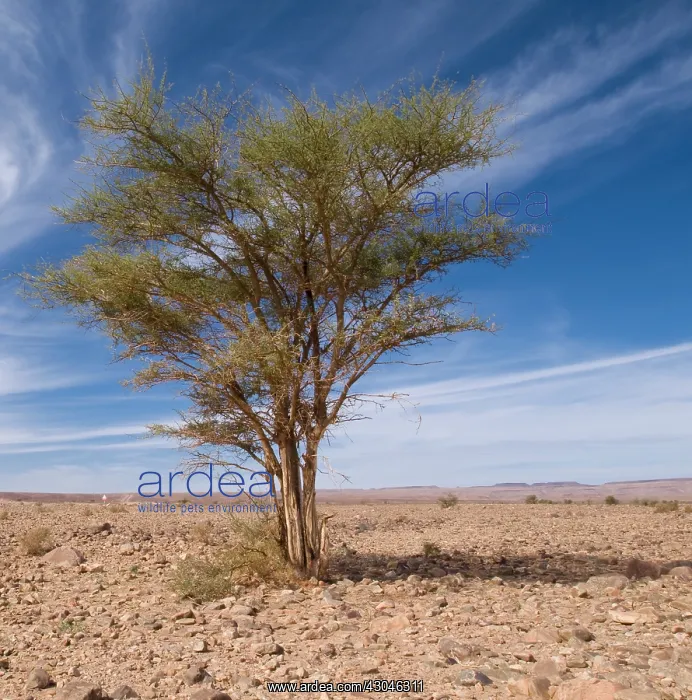 : Wattle, Mimosa, Acacia : Wattle, Mimosa, Acacia