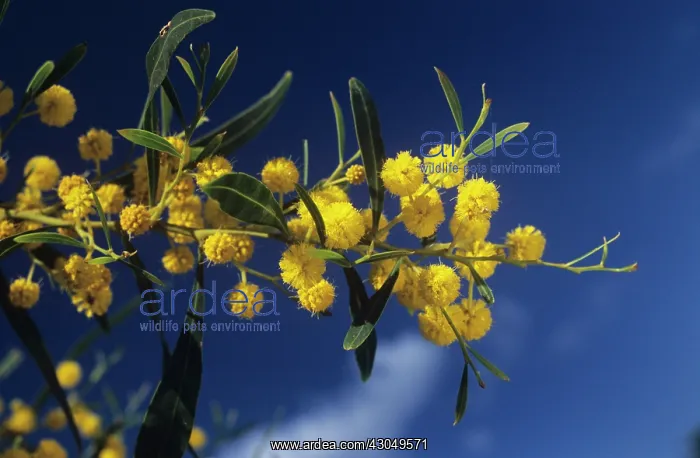 : Wattle, Mimosa, Acacia cyanophlla : Wattle, Mimosa, Acacia cyanophlla