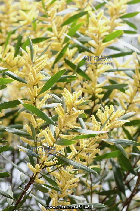 : Wattle, Golden wattle, Acacia longifolia, close : Wattle, Golden wattle, Acacia longifolia, close
