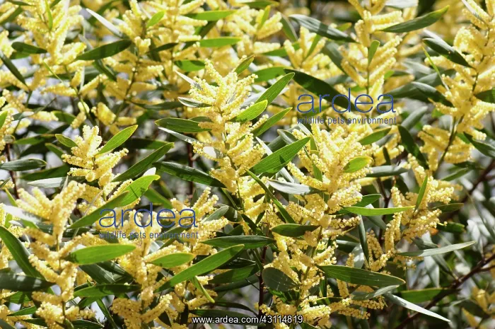 : Wattle, Golden wattle, Acacia longifolia, close : Wattle, Golden wattle, Acacia longifolia, close