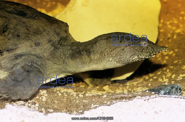 : Wattle-necked Softshell Turtle : Wattle-necked Softshell Turtle