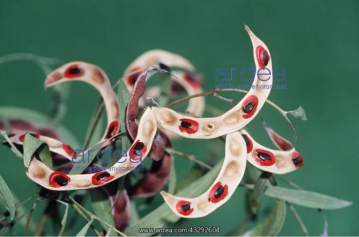 : WATTLE - open seed pods of coastal wattle : WATTLE - open seed pods of coastal wattle