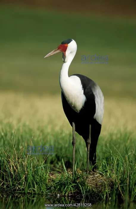 : Wattled Crane : Wattled Crane