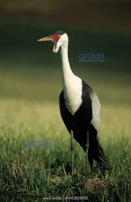 : Wattled Crane : Wattled Crane