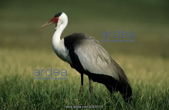 : Wattled Crane : Wattled Crane