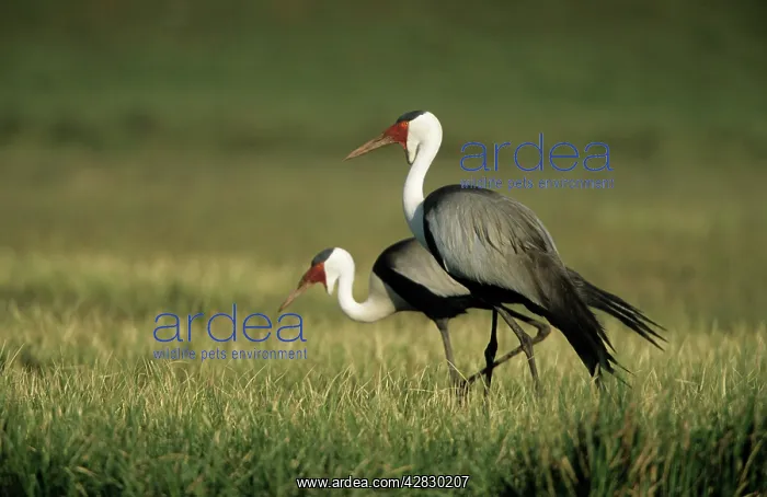 : Wattled Crane : Wattled Crane