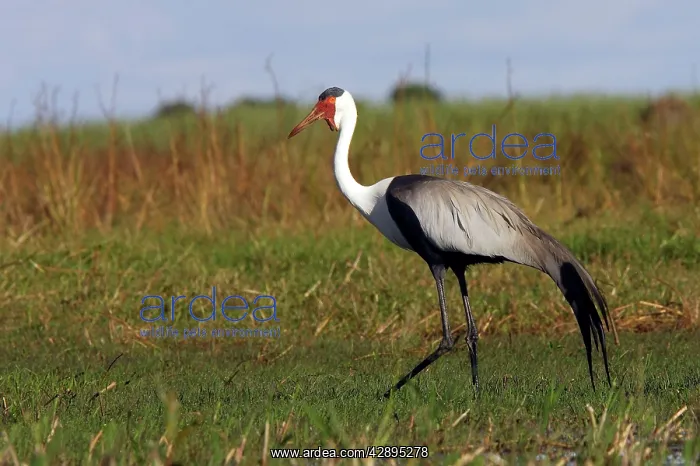 : Wattled Crane : Wattled Crane