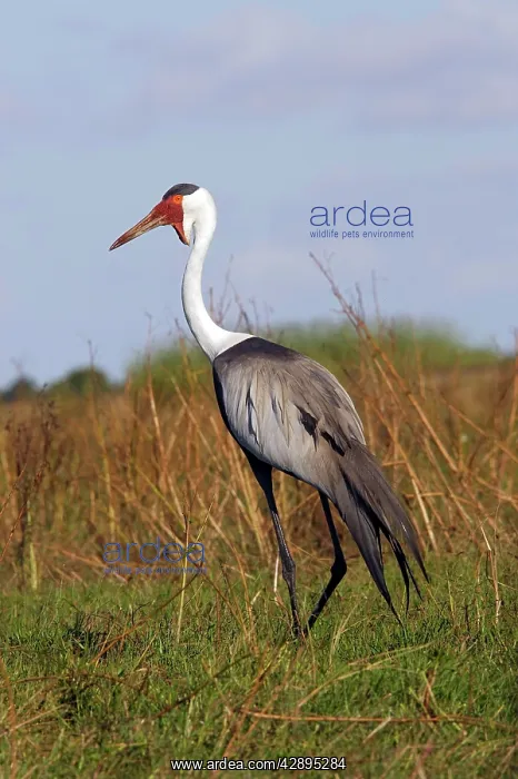 : Wattled Crane : Wattled Crane
