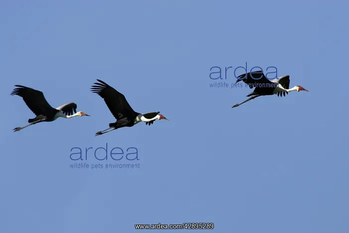 : Wattled Crane : Wattled Crane