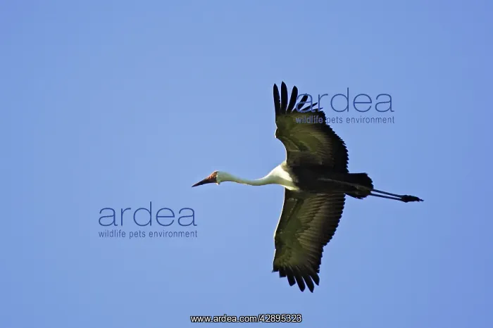 : Wattled Crane : Wattled Crane