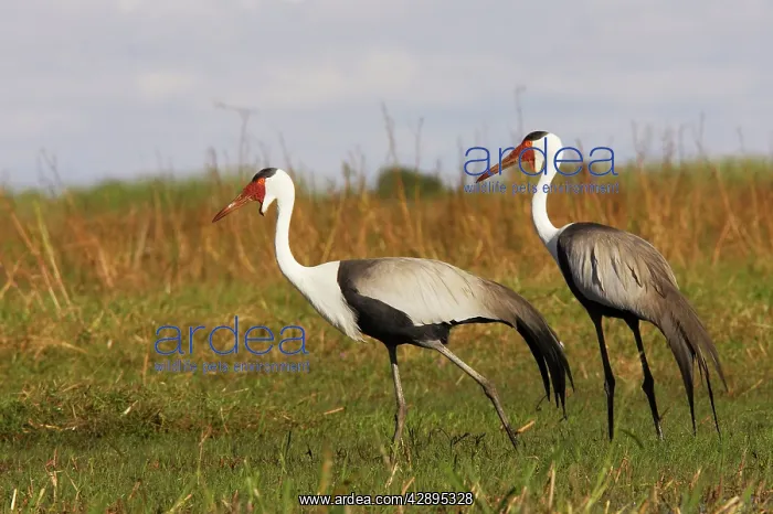 : Wattled Crane : Wattled Crane