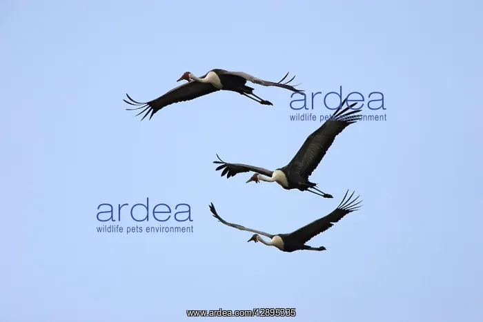 : Wattled Crane : Wattled Crane