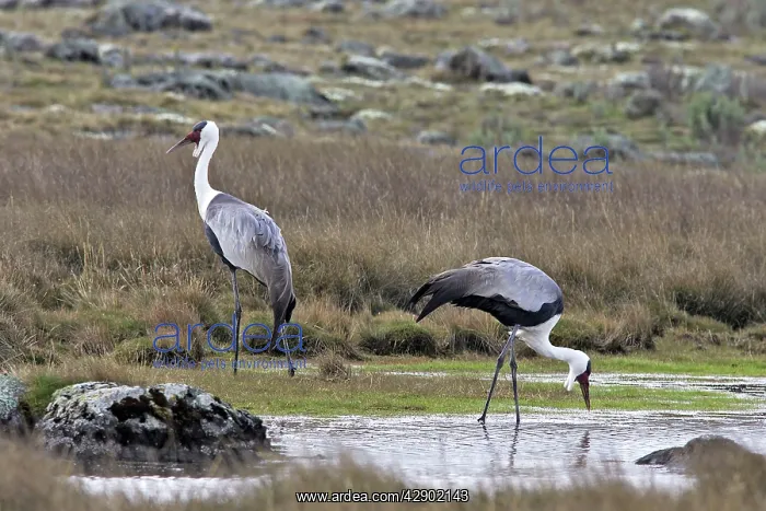 : Wattled Crane - two : Wattled Crane - two