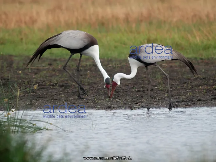 : Wattled Crane : Wattled Crane