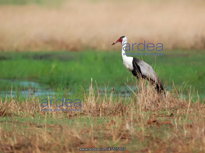  : Wattled Crane
