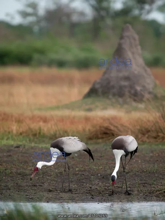 : Wattled Crane : Wattled Crane