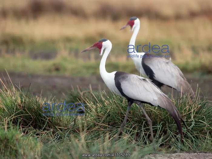 : Wattled Crane : Wattled Crane