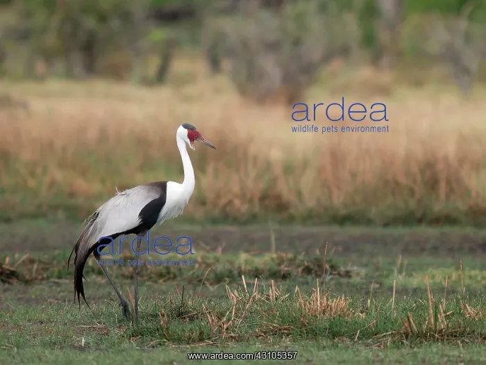 : Wattled Crane : Wattled Crane