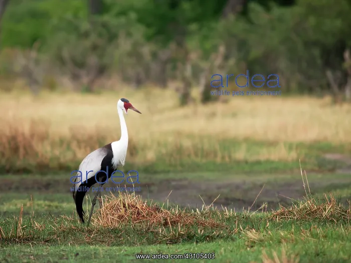 : Wattled Crane : Wattled Crane