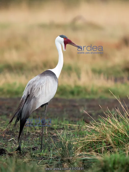  : Wattled Crane