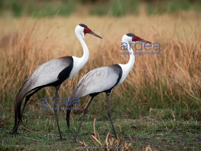 : Wattled Crane : Wattled Crane