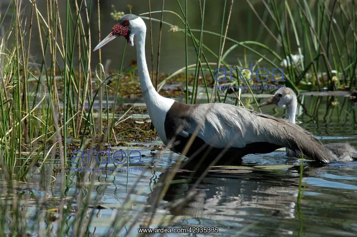 : Wattled Crane with Chick - walking in water : Wattled Crane with Chick - walking in water