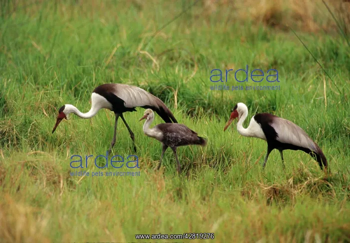 : Wattled Crane - pair with chick : Wattled Crane - pair with chick