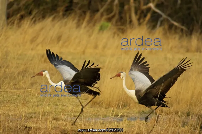 : Wattled Crane - Pair, about to take off : Wattled Crane - Pair, about to take off