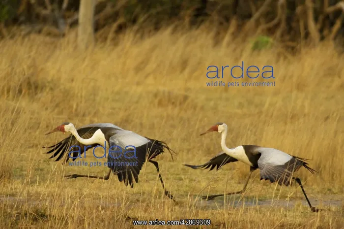 : Wattled Crane - Pair, about to take off : Wattled Crane - Pair, about to take off
