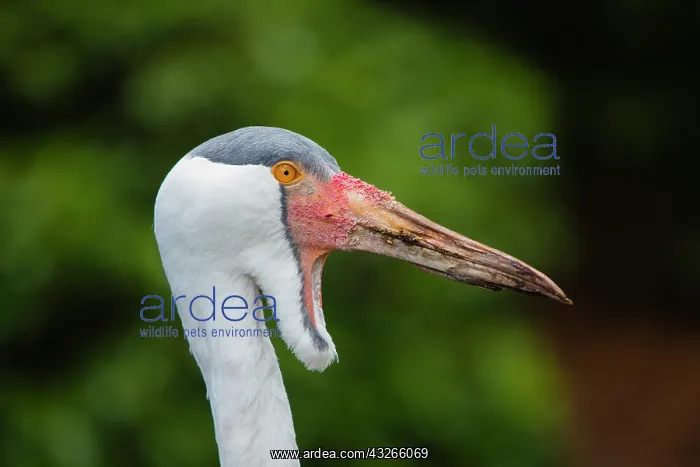 : Wattled Crane, portrait of male, captive, Lower : Wattled Crane, portrait of male, captive, Lower