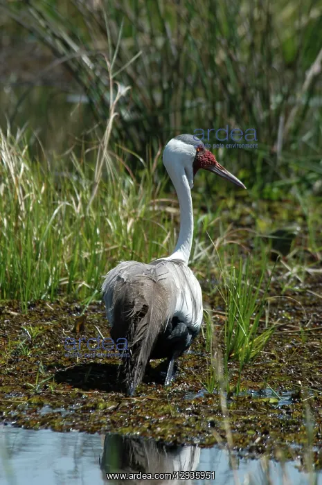 : Wattled Crane - walking in water : Wattled Crane - walking in water