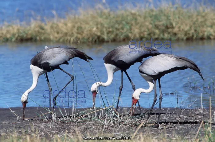 : WATTLED CRANE - x three feed near water : WATTLED CRANE - x three feed near water