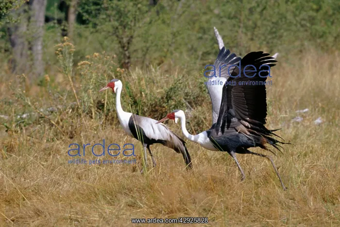 : Wattled CRANE - X2, side view, in grass : Wattled CRANE - X2, side view, in grass