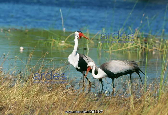 : Wattled CRANES - X2 foraging at water edge : Wattled CRANES - X2 foraging at water edge