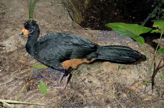  : Wattled Curassow (Crax globulosa)
