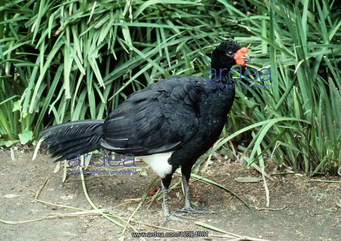 : Wattled Curassow - male : Wattled Curassow - male