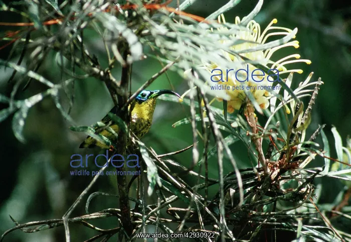 : Wattled False / Asity SUNBIRD - male : Wattled False / Asity SUNBIRD - male