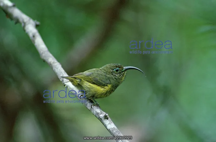 : Wattled False SUNBIRD / Sunbird-Asity - female : Wattled False SUNBIRD / Sunbird-Asity - female