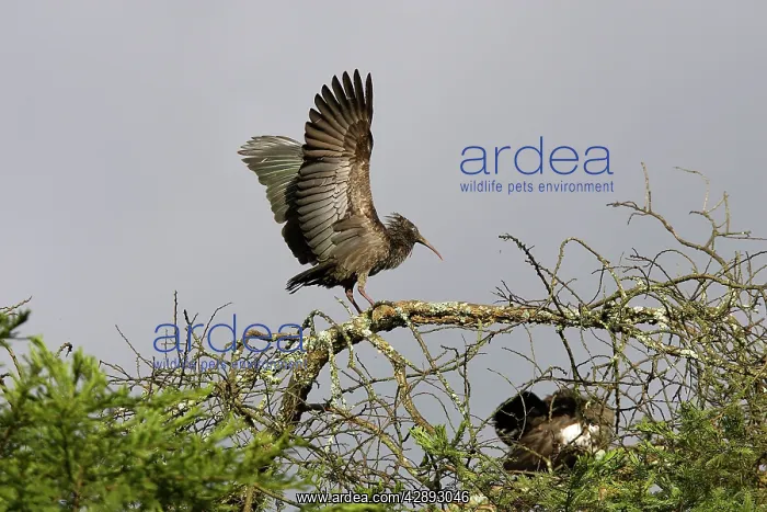 : Wattled Ibis : Wattled Ibis