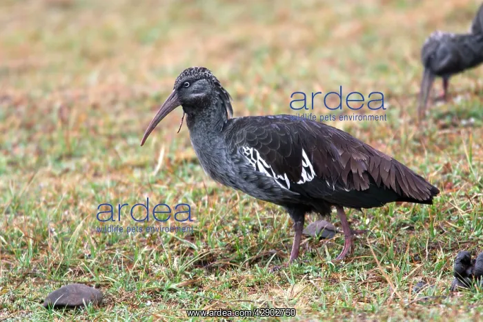 : Wattled Ibis : Wattled Ibis