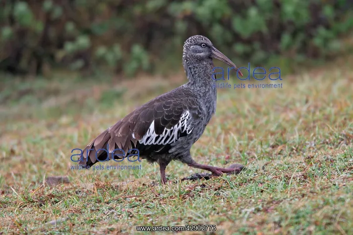: Wattled Ibis : Wattled Ibis