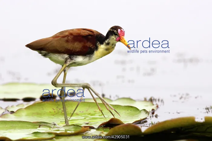 : Wattled Jacana : Wattled Jacana