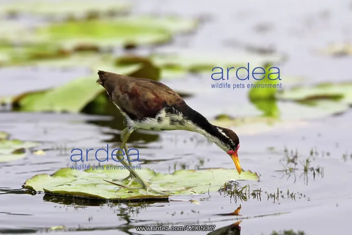 : Wattled Jacana : Wattled Jacana