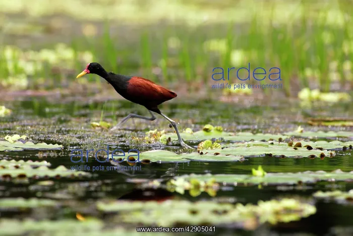 : Wattled Jacana : Wattled Jacana